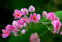 Bài thơ Mưa Xuân