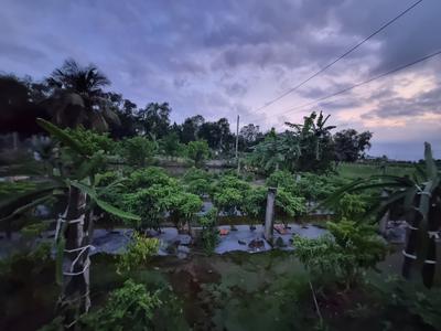 Bóng chiều đã tắt