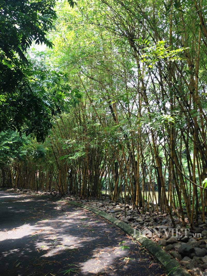 Cây Tre - Biểu tượng của sức sống