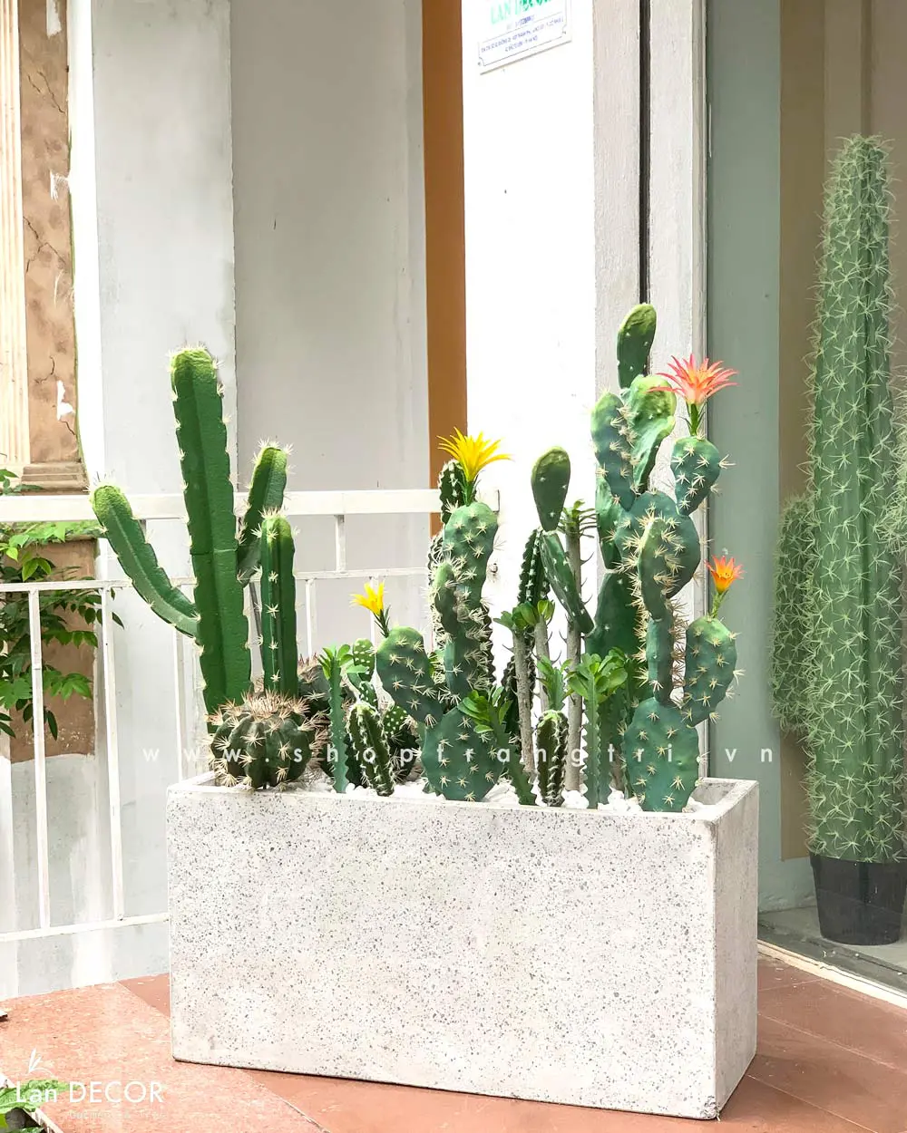 Xương rồng - Câu chuyện về sức sống mãnh liệt và vẻ đẹp tiềm ẩn