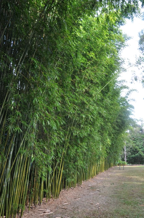 Cây Tre - Biểu tượng của sức sống